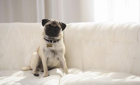 Cómo quitar el olor a perro del sofá - [Noticias de Luján] - Bisemanario El  Civismo
